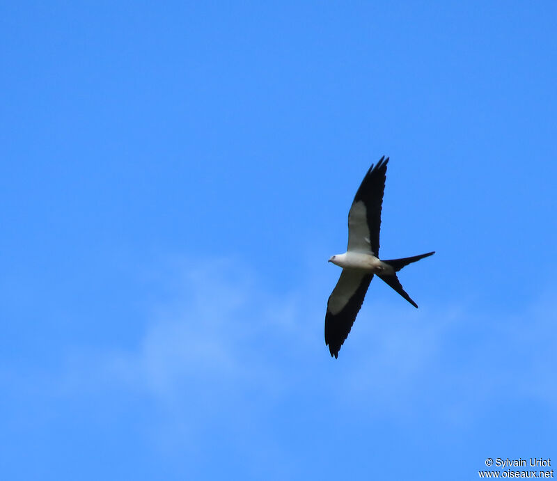 Swallow-tailed Kiteadult