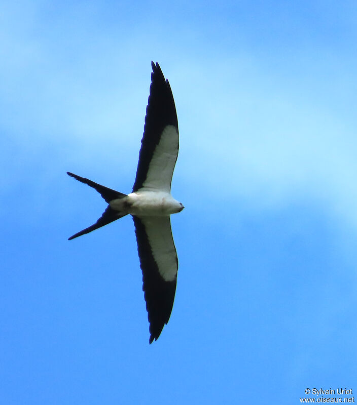 Swallow-tailed Kiteadult