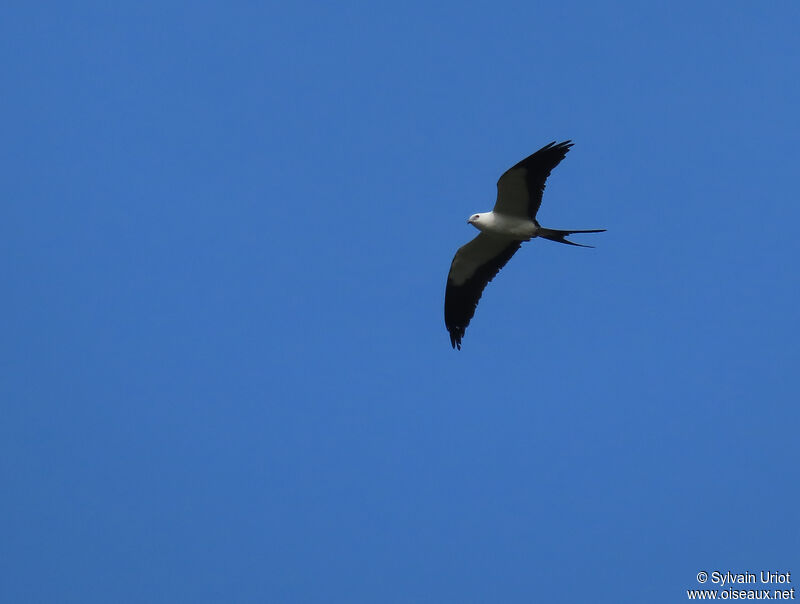 Swallow-tailed Kiteadult