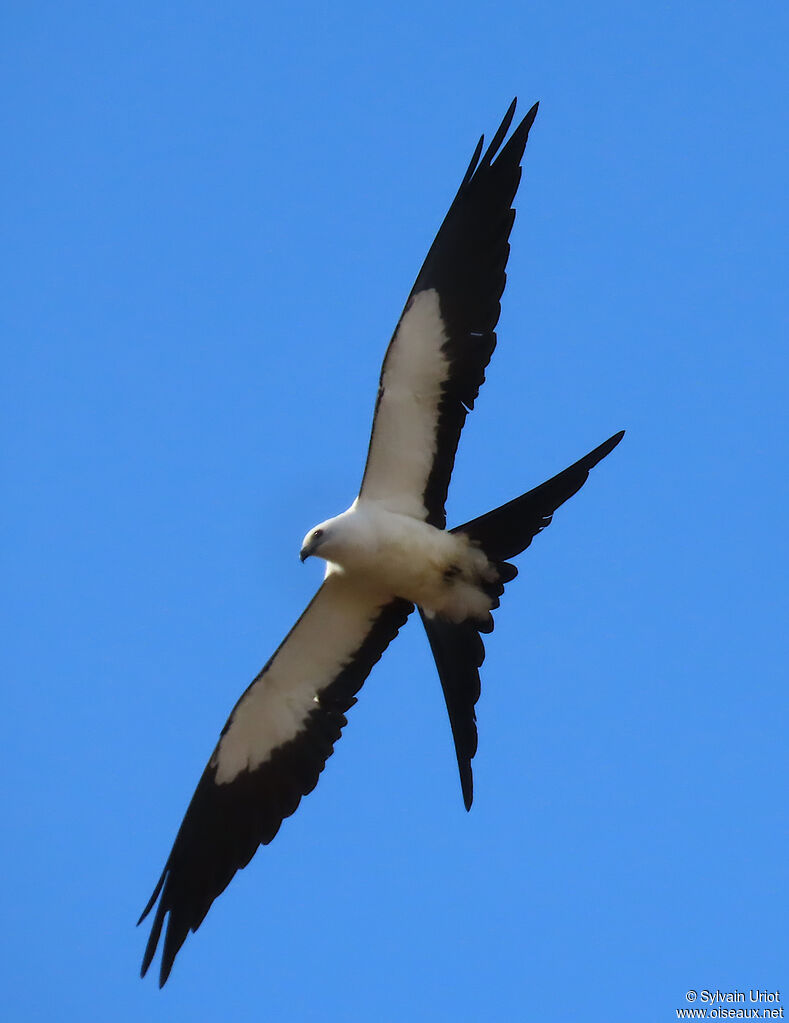 Swallow-tailed Kite
