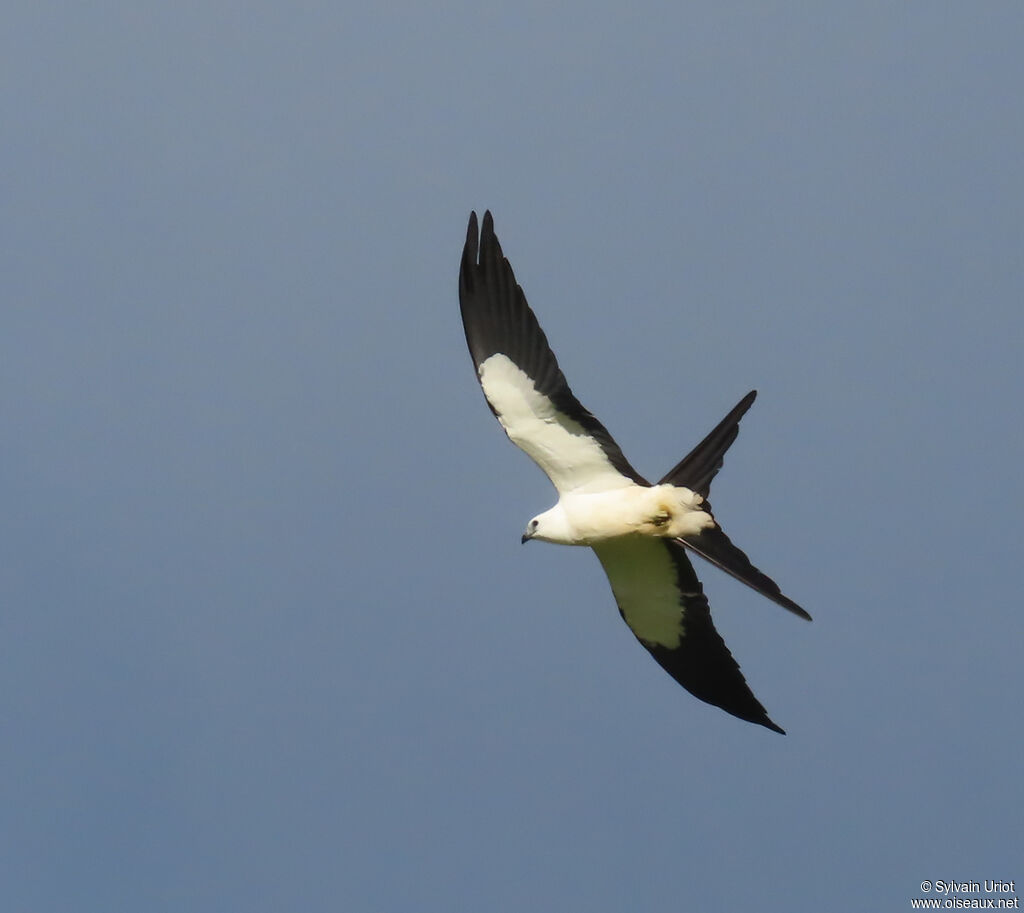 Swallow-tailed Kite
