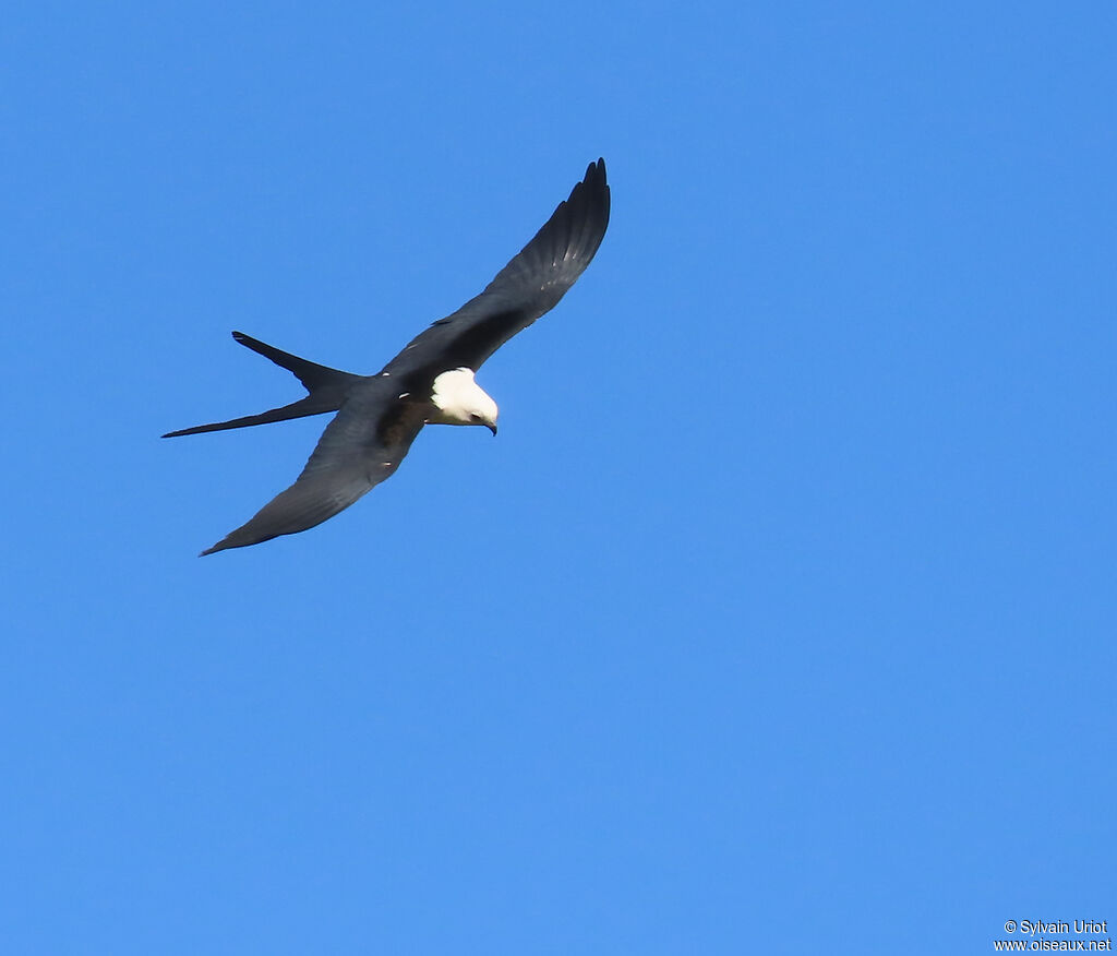 Swallow-tailed Kite