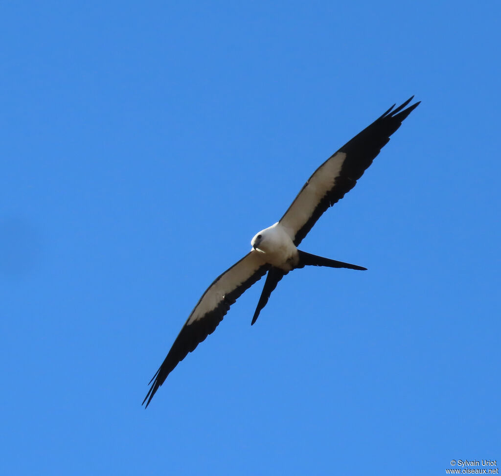 Swallow-tailed Kite (Naucler à queue fourchue)adult