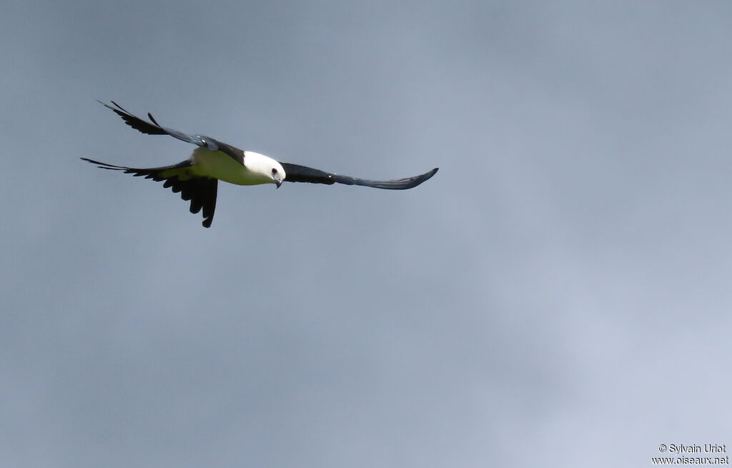 Milan à queue fourchue - Naucler à queue fourchue<br />adulte