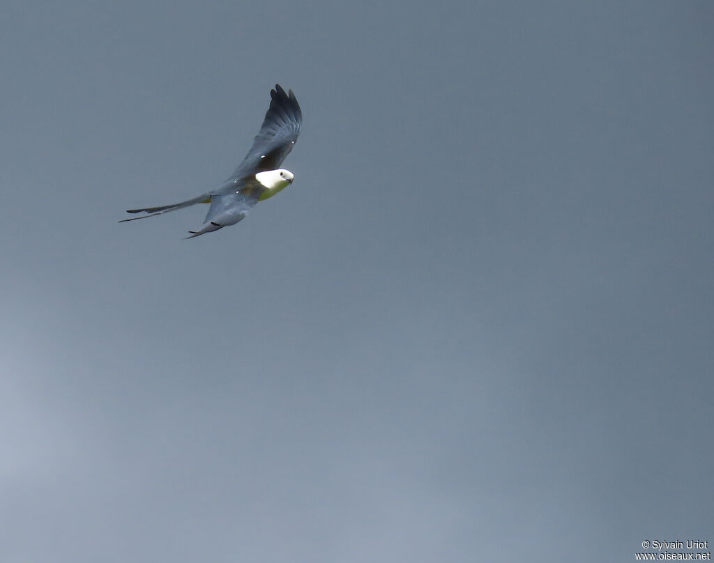 Milan à queue fourchue - Naucler à queue fourchue<br />adulte