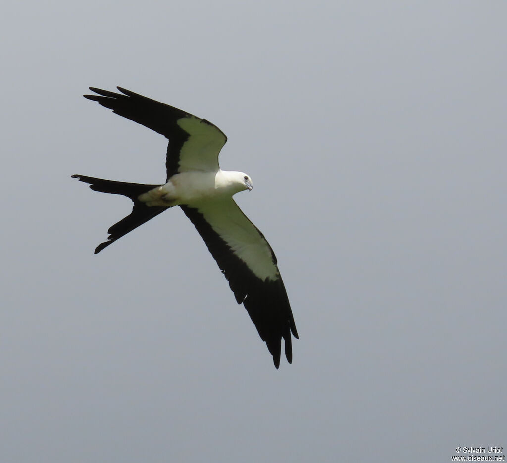 Milan à queue fourchue - Naucler à queue fourchue<br />adulte