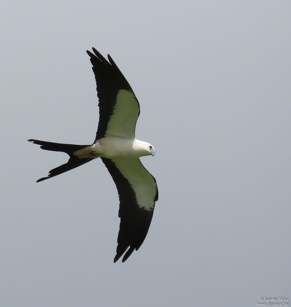 Milan à queue fourchue - Naucler à queue fourchue<br />adulte