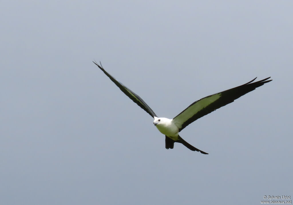 Milan à queue fourchue - Naucler à queue fourchue<br />adulte