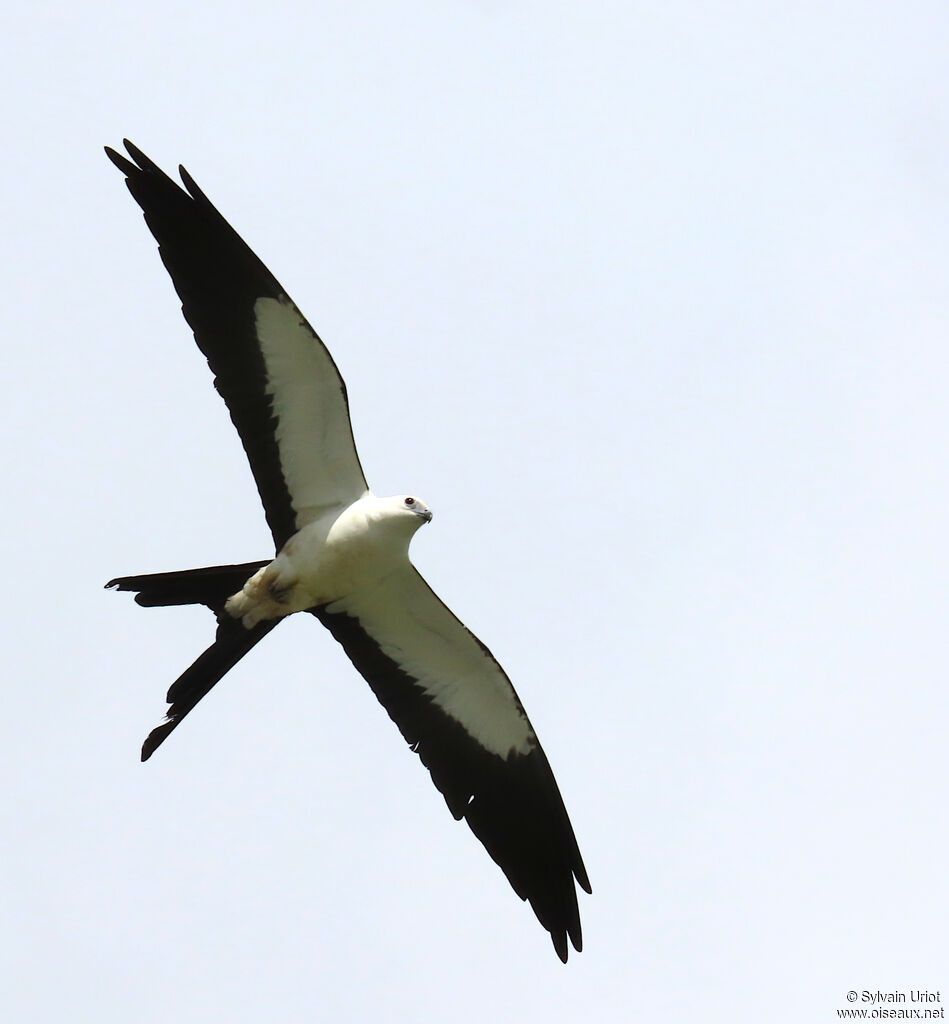 Milan à queue fourchue - Naucler à queue fourchue<br />adulte