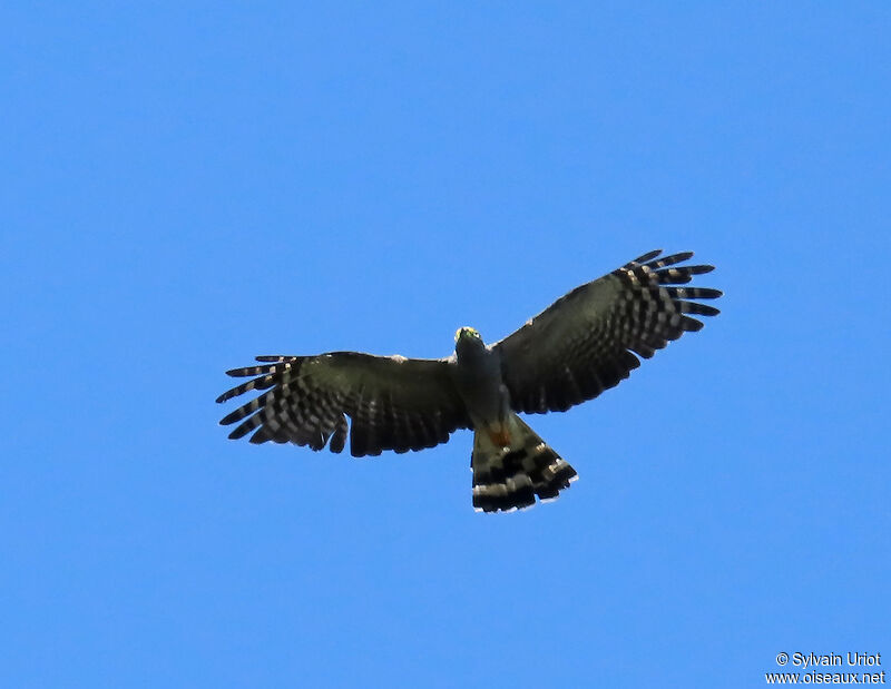 Hook-billed Kite male adult