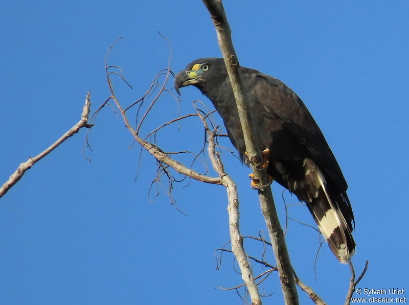 Hook-billed Kite male adult