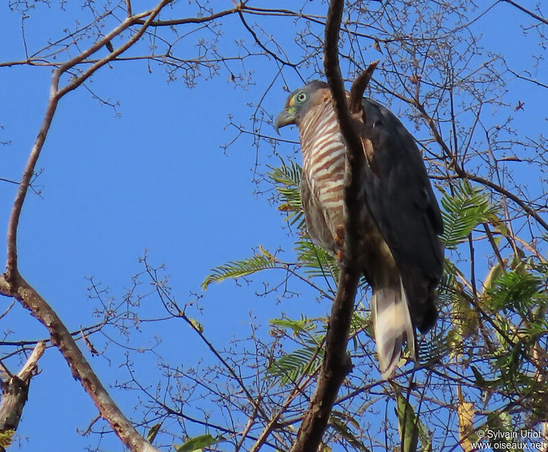 Hook-billed Kite female adult