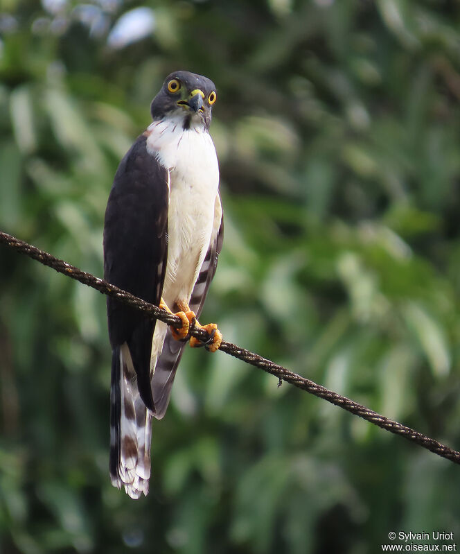 Double-toothed KiteFirst year