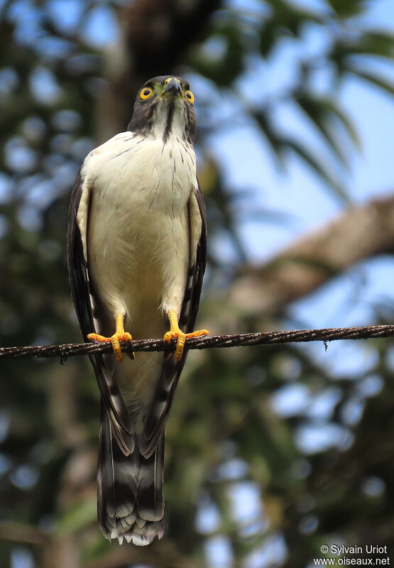 Double-toothed KiteFirst year