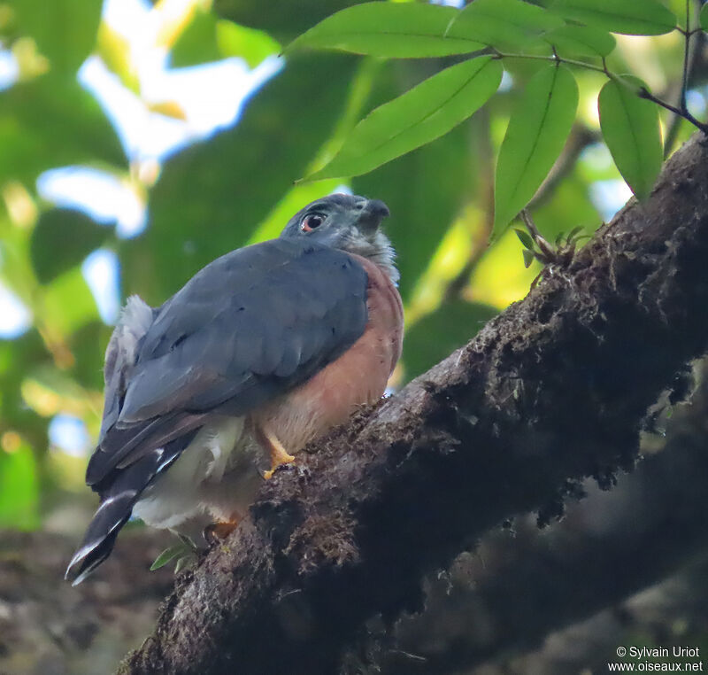 Double-toothed Kiteadult