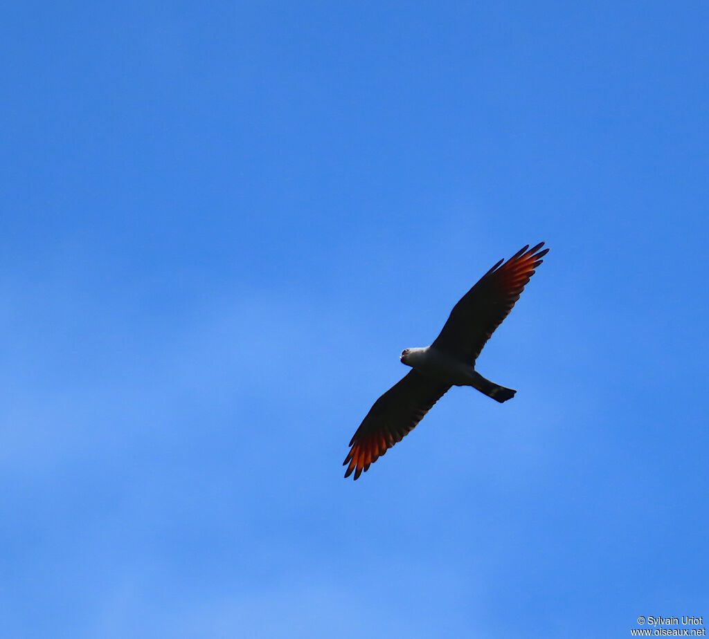 Milan bleuâtreadulte