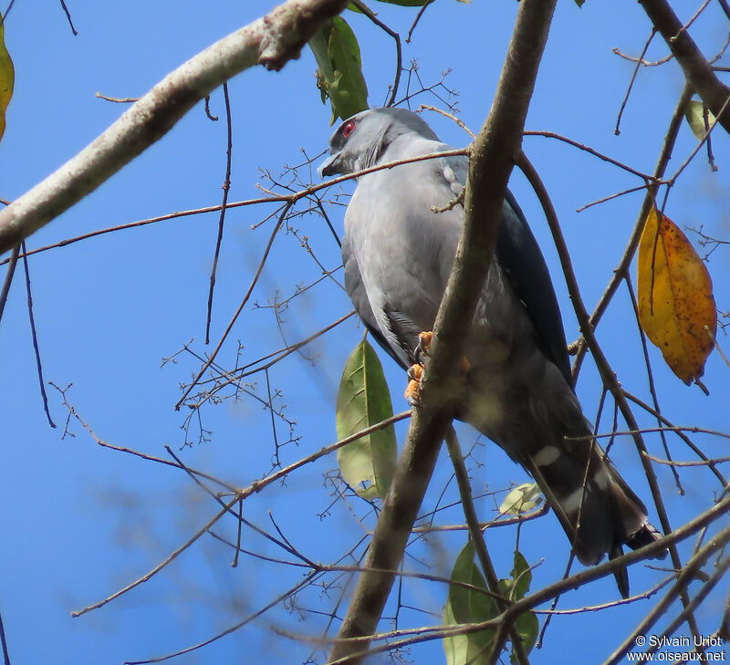 Plumbeous Kiteadult