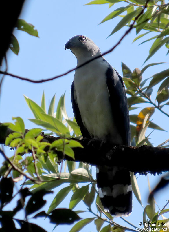 Grey-headed Kiteadult