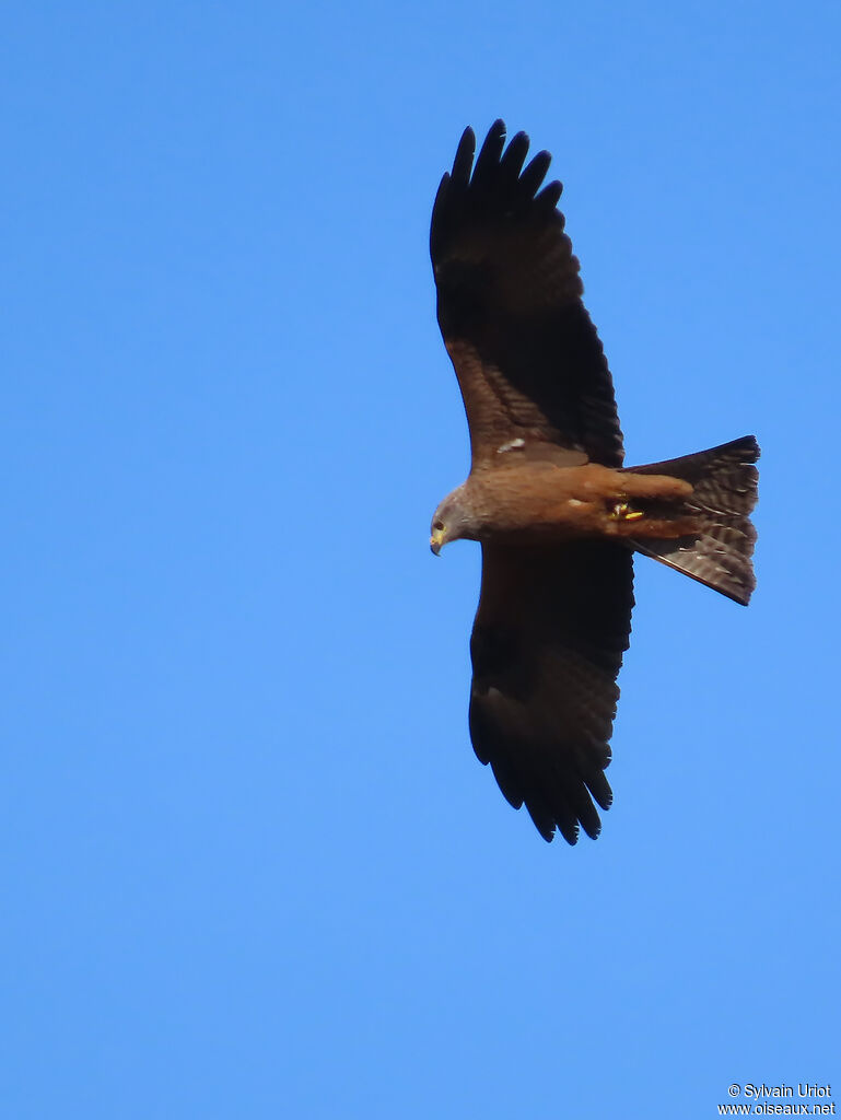 Black Kite