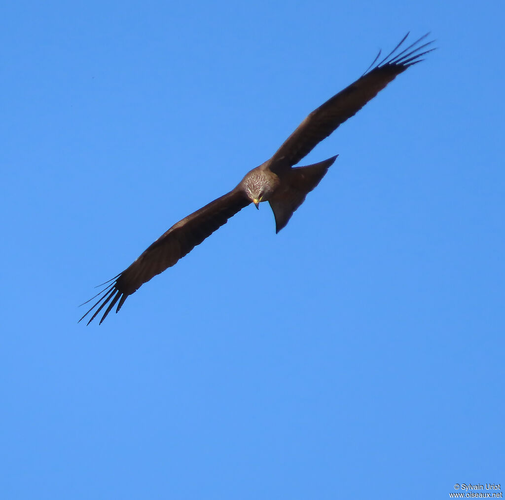 Black Kite