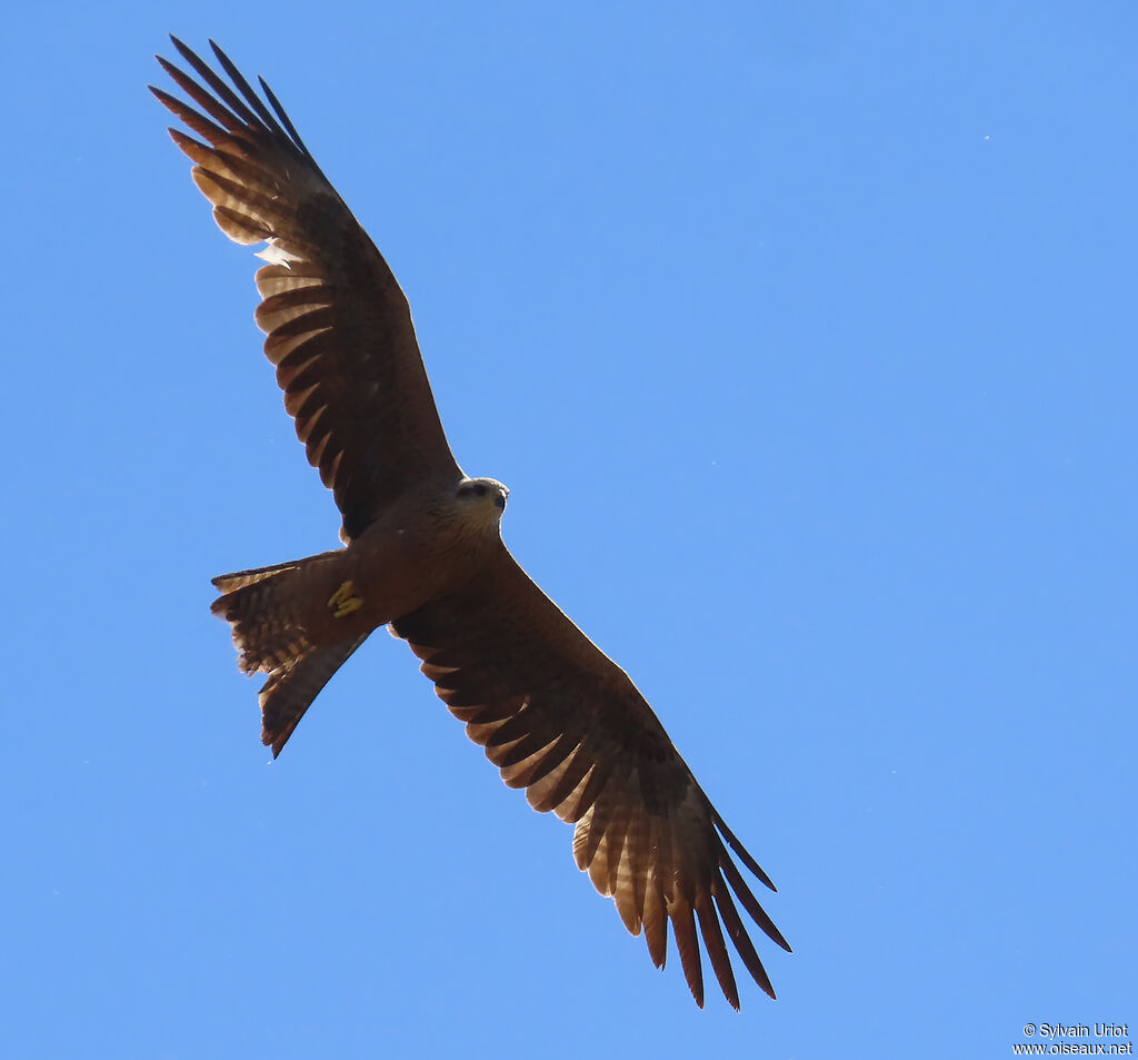 Black Kite