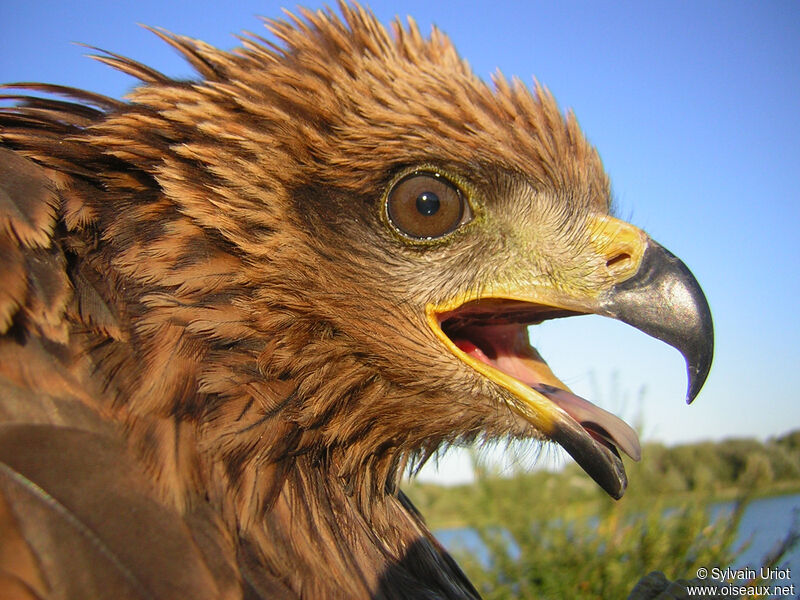 Black Kiteadult, close-up portrait