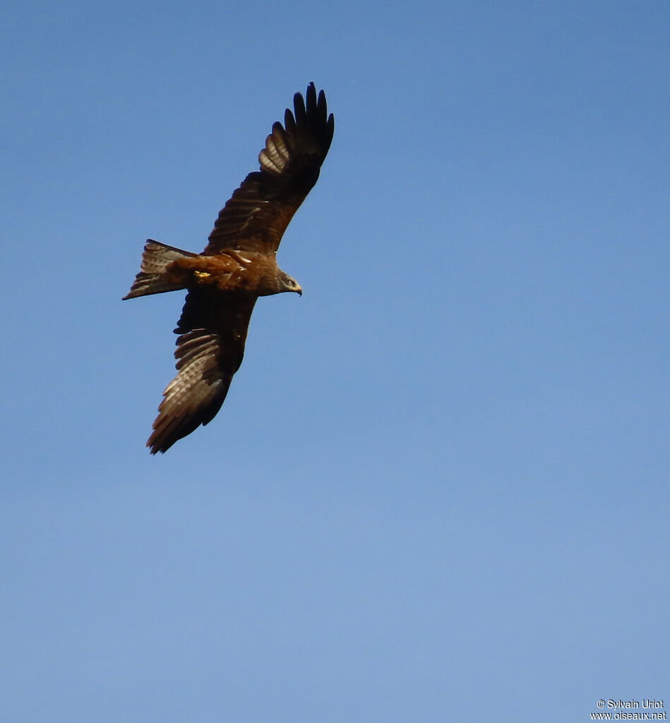 Black Kite