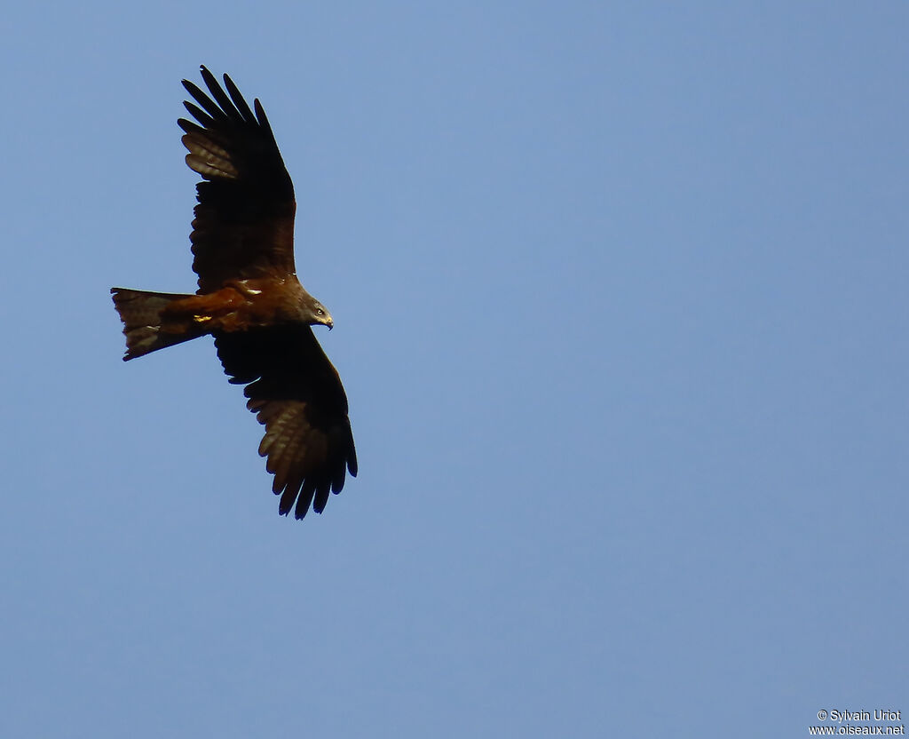 Black Kite