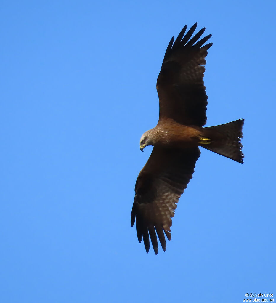 Black Kite