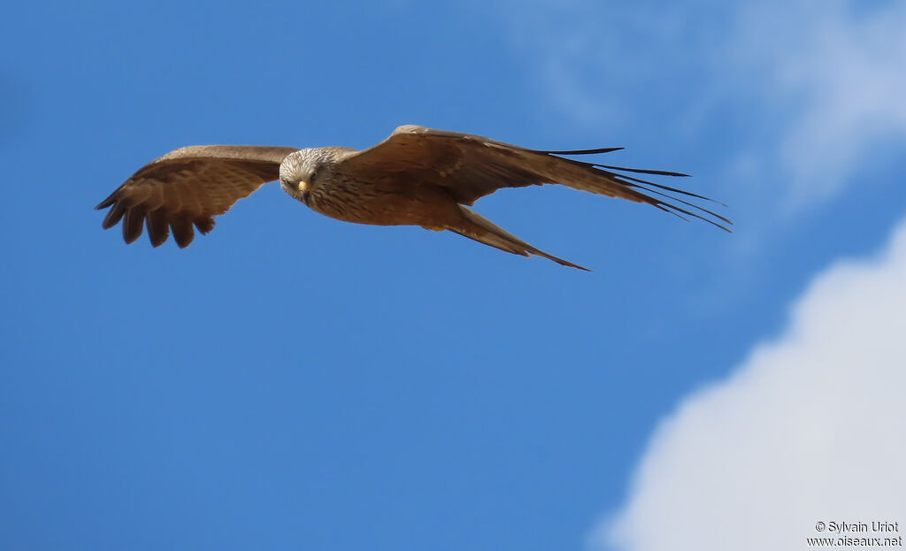 Black Kite