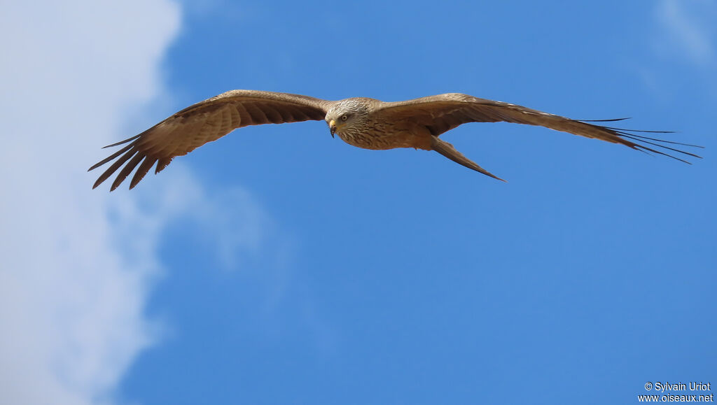 Black Kite