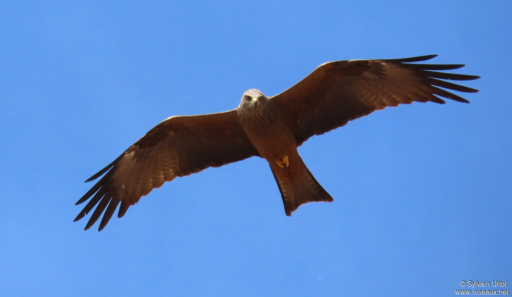 Black Kite