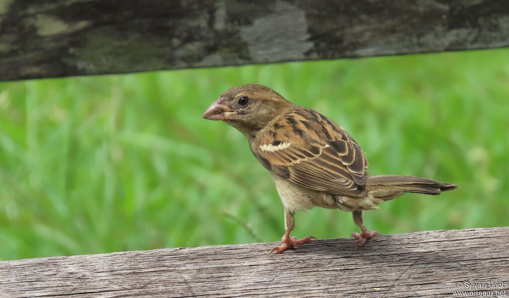 Moineau domestique femelle adulte