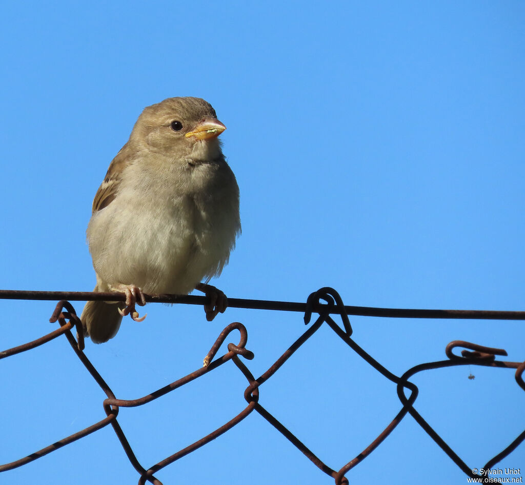 Moineau domestique