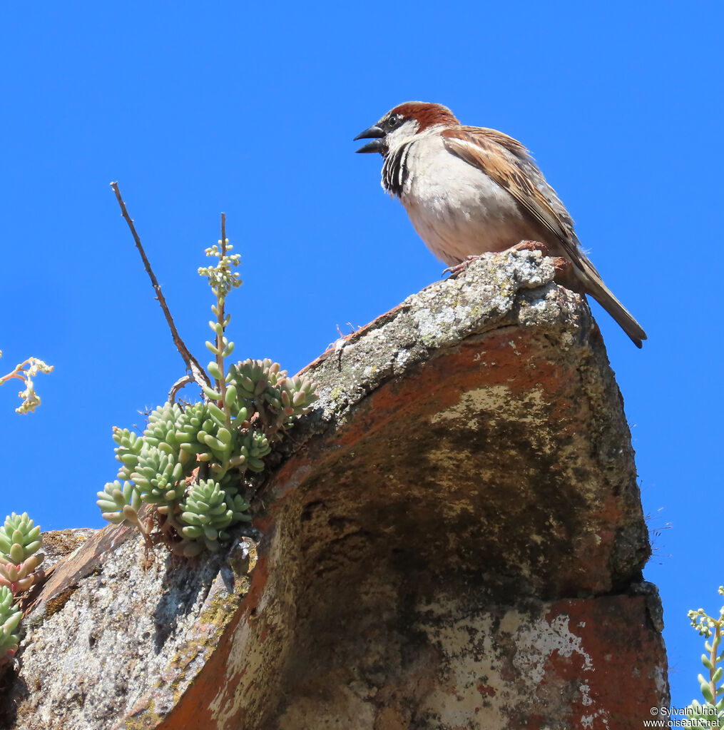 House Sparrow