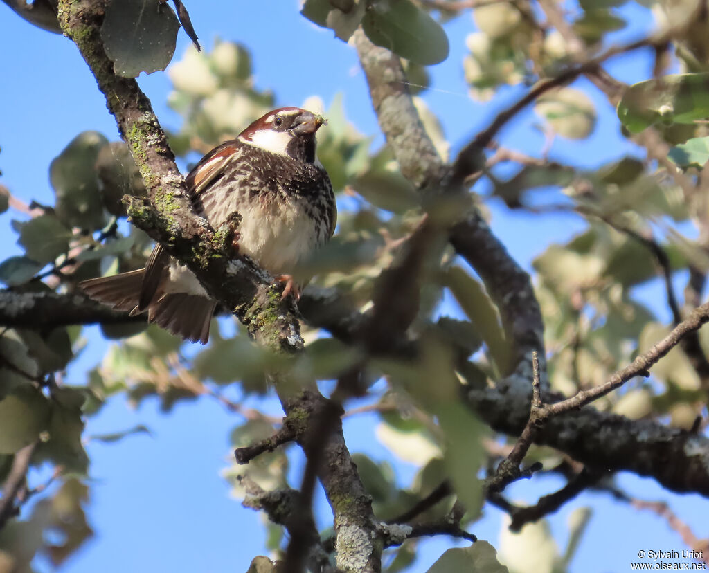 Moineau espagnol