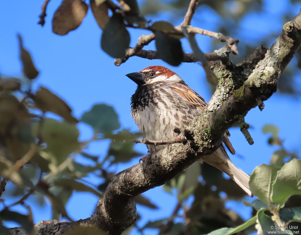 Moineau espagnol