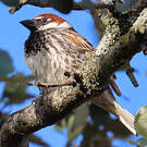 Moineau espagnol