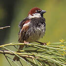 Moineau espagnol