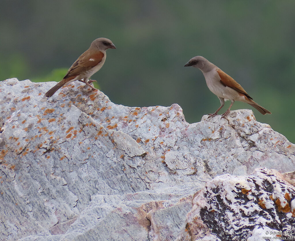 Northern Grey-headed Sparrowadult