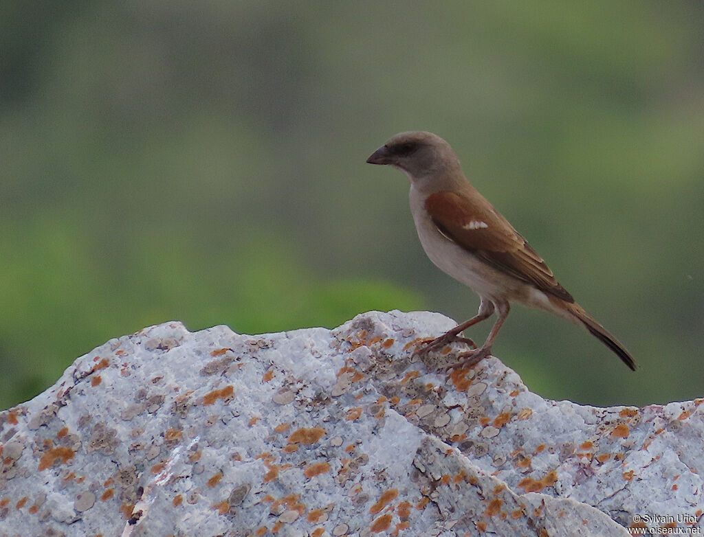 Northern Grey-headed Sparrowadult