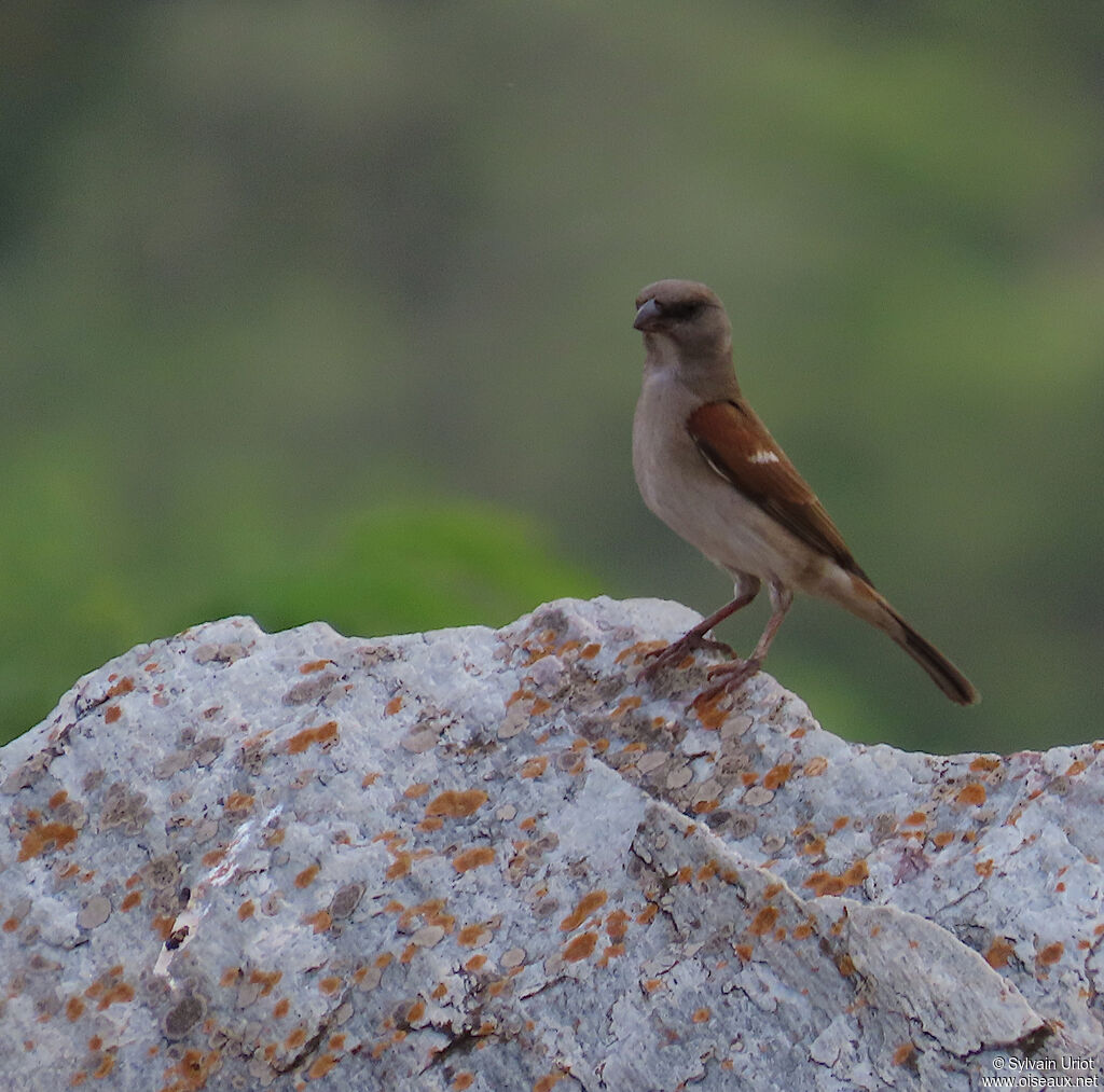 Northern Grey-headed Sparrowadult