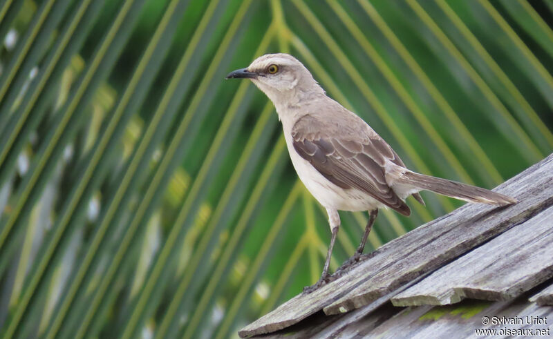 Tropical Mockingbirdadult