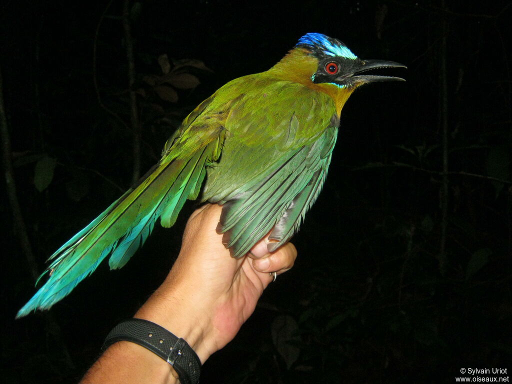Motmot houtouc