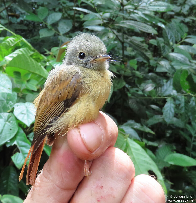 Ruddy-tailed Flycatcheradult