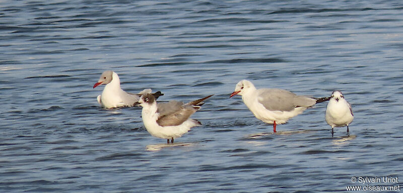 Mouette de Franklinimmature