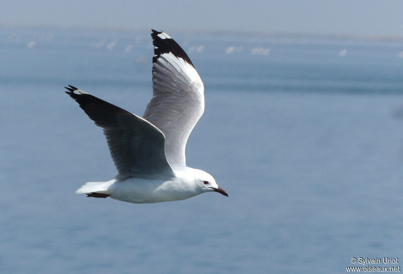 Mouette de Hartlaubadulte