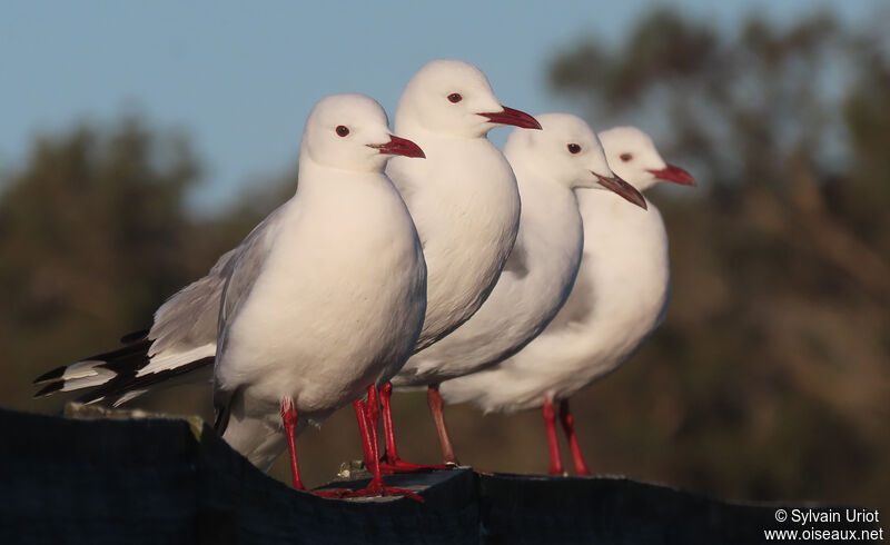 Hartlaub's Gulladult breeding