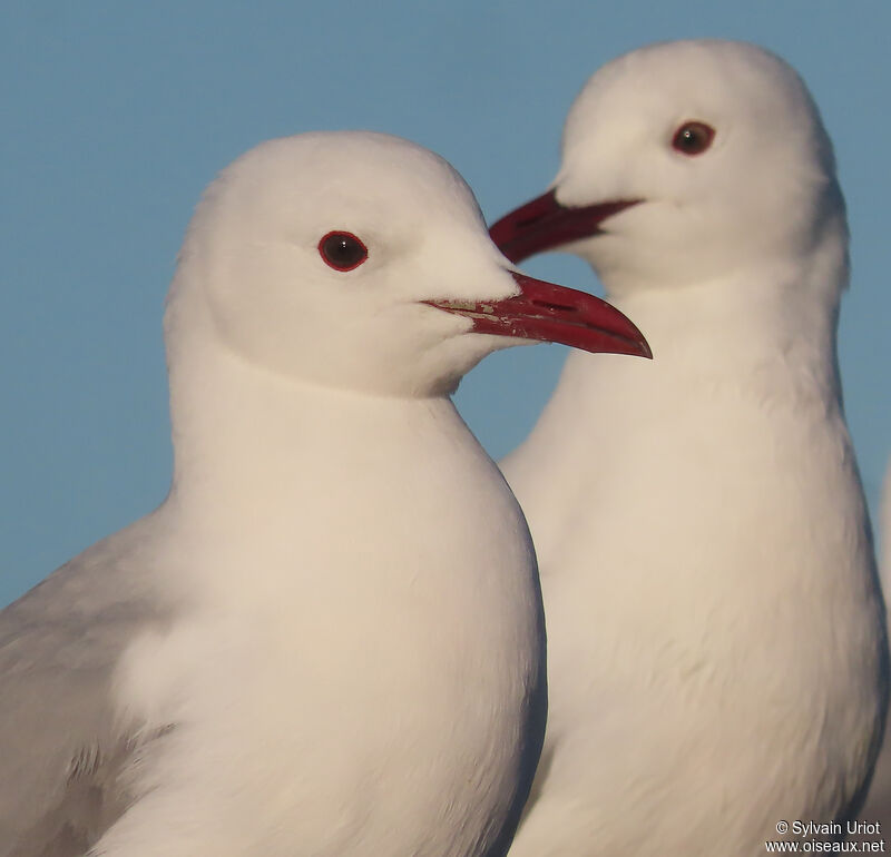 Mouette de Hartlaubadulte