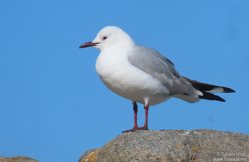 Mouette de Hartlaubadulte